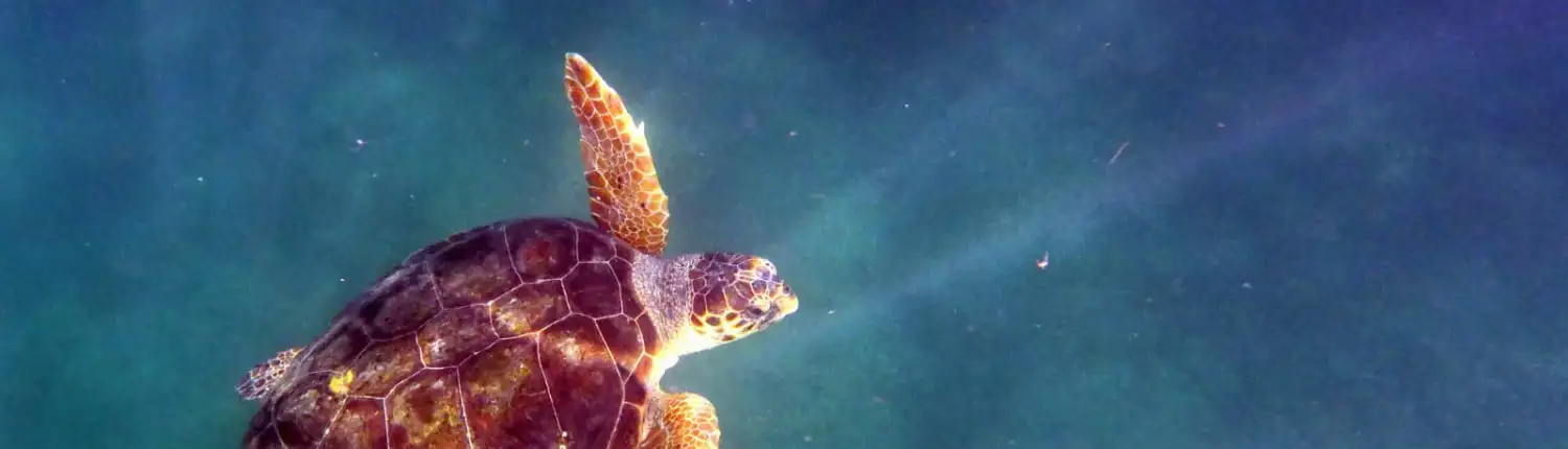 Turtle